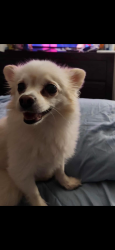 Lost Female Dog last seen Quincy St and Patchen Ave, Brooklyn, NY 11221