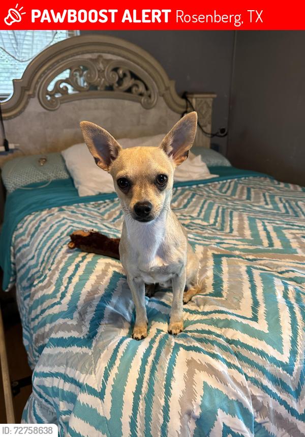 Lost Male Dog last seen Cottonwood school/ church road, Rosenberg, TX 77471