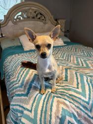 Lost Male Dog last seen Cottonwood school/ church road, Rosenberg, TX 77471