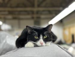 Lost Male Cat last seen 2050Blantyre Ave, Coquitlam, BC V3K 1X8