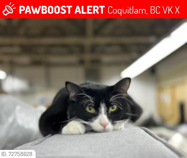 Lost Male Cat last seen 2050Blantyre Ave, Coquitlam, BC V3K 1X8