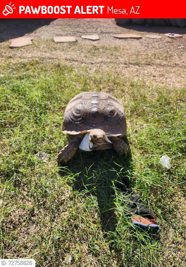 Lost Female Reptile last seen Fraser and Vine , Mesa, AZ 85203
