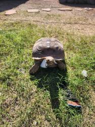 Lost Female Reptile last seen Fraser and Vine , Mesa, AZ 85203
