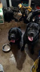 Found/Stray Unknown Dog last seen Patterson road , Oakville, MO 63129