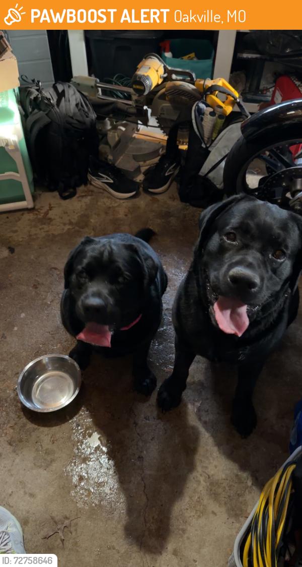 Found/Stray Unknown Dog last seen Patterson road , Oakville, MO 63129