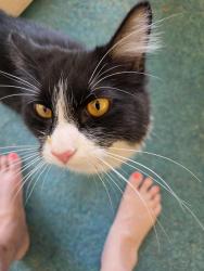 Found/Stray Unknown Cat last seen Shoshonee and Delaware rd , Apple Valley, CA 92395