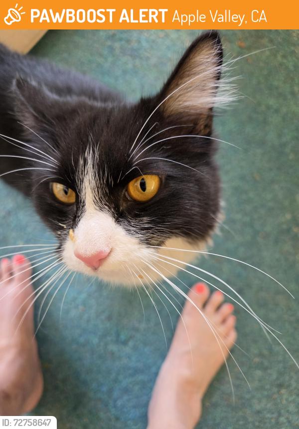 Found/Stray Unknown Cat last seen Shoshonee and Delaware rd , Apple Valley, CA 92395