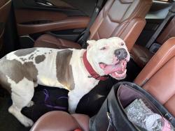 Found/Stray Male Dog last seen Main Street SOMA , Little Rock, AR 72209