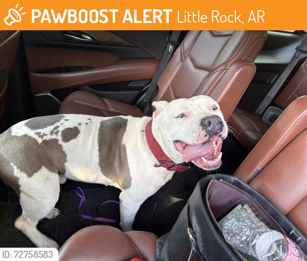Found/Stray Male Dog last seen Main Street SOMA , Little Rock, AR 72209