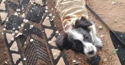 Lost Female Dog last seen isleta rail runner station, Bernalillo County, NM 87105