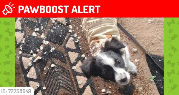 Lost Female Dog last seen isleta rail runner station, Bernalillo County, NM 87105