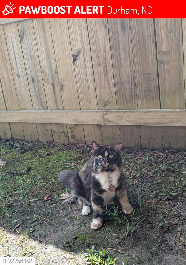 Lost Female Cat last seen Welcome and Ridge, Durham, NC 27703