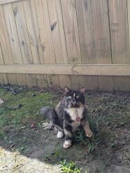 Lost Female Cat last seen Welcome and Ridge, Durham, NC 27703