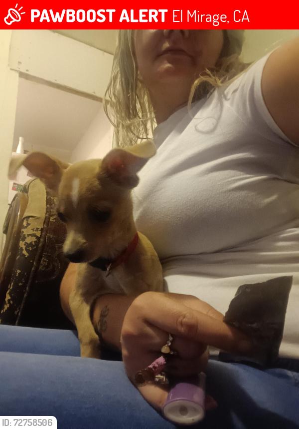 Lost Male Dog last seen Bookasta and silver rock rd., El Mirage, CA 92301