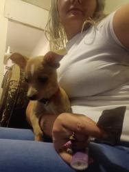 Lost Male Dog last seen Bookasta and silver rock rd., El Mirage, CA 92301