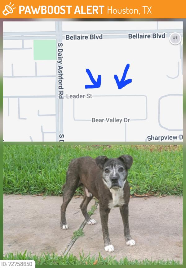 Found/Stray Male Dog last seen Leader St, Houston, TX 77072
