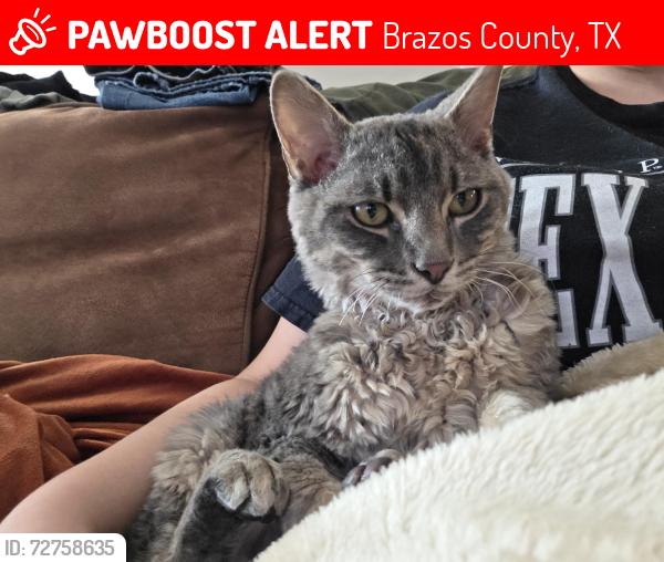 Lost Male Cat last seen Jones rd, Brazos County, TX 77801