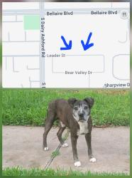 Found/Stray Male Dog last seen Leader St, Houston, TX 77072