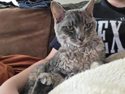 Lost Male Cat last seen Jones rd, Brazos County, TX 77801