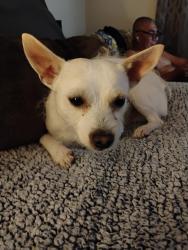 Lost Male Dog last seen Irvington Rd & Park avenue Tucson , Tucson, AZ 85714