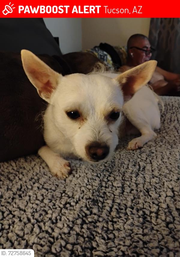Lost Male Dog last seen Irvington Rd & Park avenue Tucson , Tucson, AZ 85714