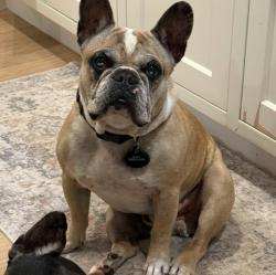 Lost Male Dog last seen Spyglass Court Carlsbad, Carlsbad, CA 92013