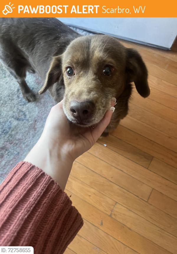 Found/Stray Female Dog last seen scarbro rd, right after country club rd going down into whipple, Scarbro, WV 25917