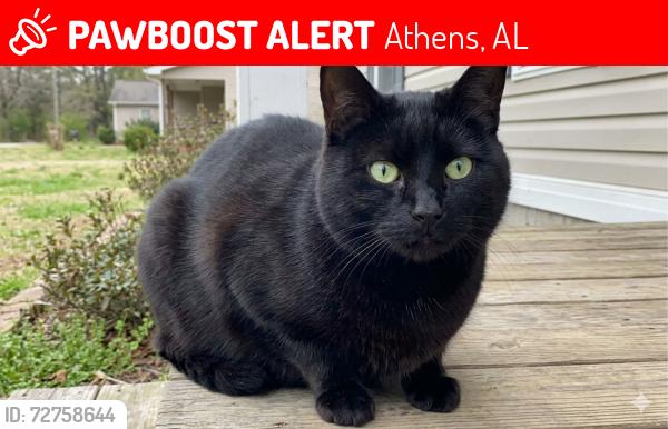 Lost Male Cat last seen East Limestone Road, Athens, AL 35613
