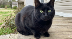 Lost Male Cat last seen East Limestone Road, Athens, AL 35613