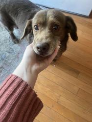 Found/Stray Female Dog last seen scarbro rd, right after country club rd going down into whipple, Scarbro, WV 25917