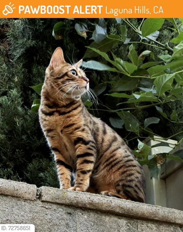 Found/Stray Unknown Cat last seen Woolwich st, Laguna Hills, CA 92653