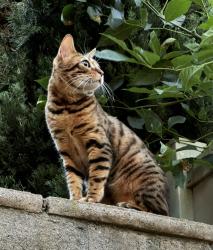 Found/Stray Unknown Cat last seen Woolwich st, Laguna Hills, CA 92653