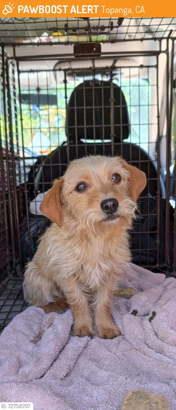 Found/Stray Female Dog last seen Top of Topanga, Summit to Summit Trail, Topanga, CA 90290