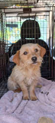 Found/Stray Female Dog last seen Top of Topanga, Summit to Summit Trail, Topanga, CA 90290