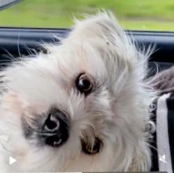 Lost Male Dog last seen County Road 2277 & I 36, Quinlan, TX 75474