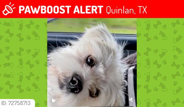 Lost Male Dog last seen County Road 2277 & I 36, Quinlan, TX 75474