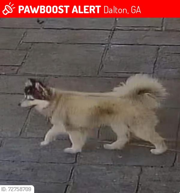Lost Male Dog last seen Near Airport Rd, Dalton, GA 30721
