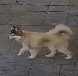 Lost Male Dog last seen Near Airport Rd, Dalton, GA 30721