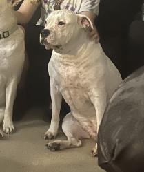 Lost Male Dog last seen Sunrise lane Panama City , Bay County, FL 32409