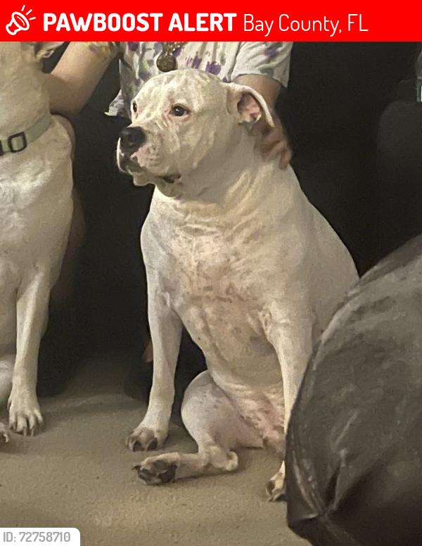 Lost Male Dog last seen Sunrise lane Panama City , Bay County, FL 32409