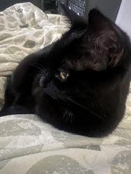 Lost Female Cat last seen Green Rd Deerfield Bch Fl 33064, Pompano Beach, FL 33064