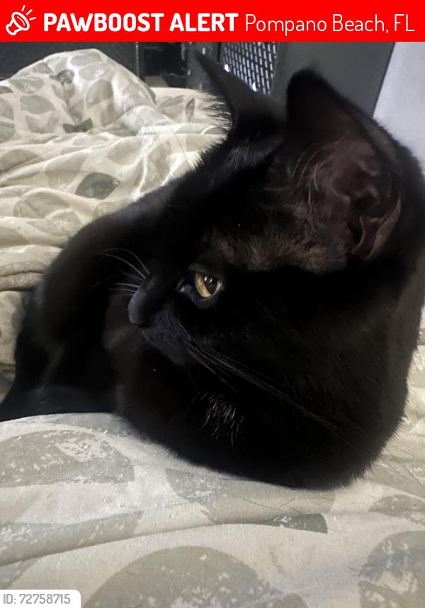 Lost Female Cat last seen Green Rd Deerfield Bch Fl 33064, Pompano Beach, FL 33064