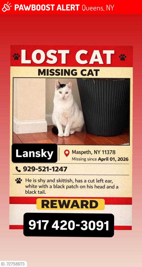 Lost Male Cat last seen 69th lane  grand av, Queens, NY 11378
