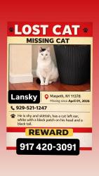 Lost Male Cat last seen 69th lane  grand av, Queens, NY 11378