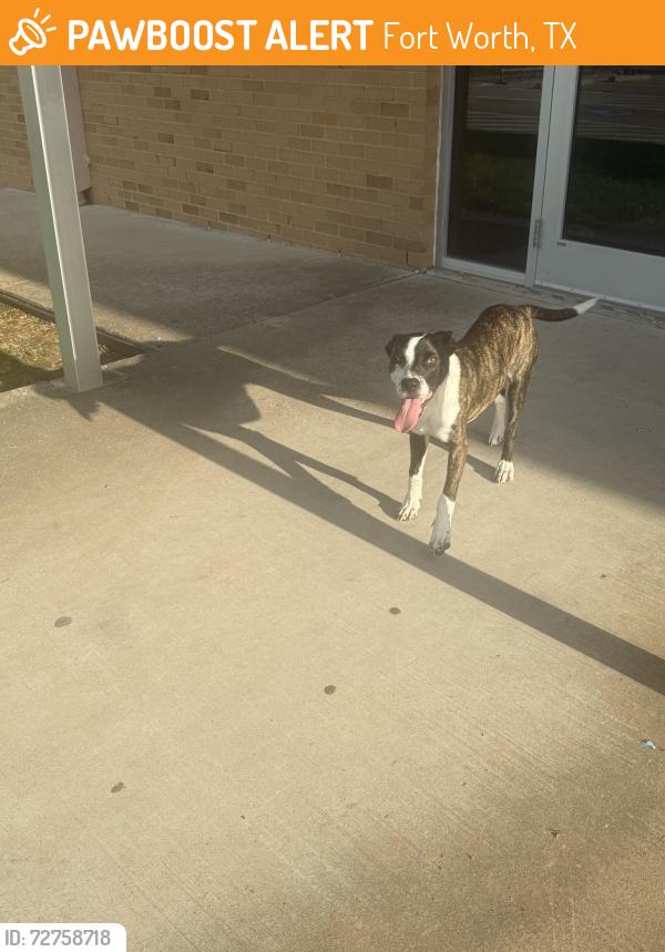 Found/Stray Unknown Dog last seen Westcreek elementary school , Fort Worth, TX 76133