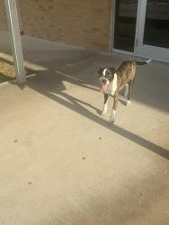 Found/Stray Unknown Dog last seen Westcreek elementary school , Fort Worth, TX 76133