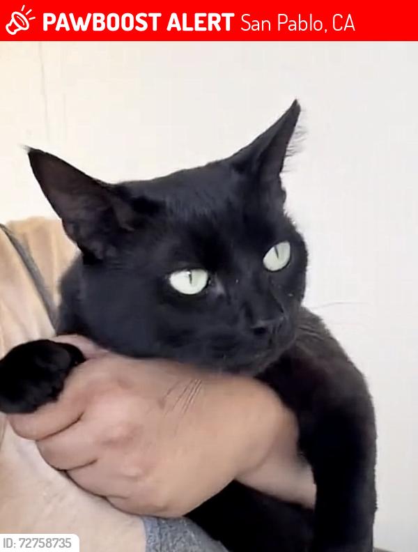 Lost Male Cat last seen Smart and final parking lot., San Pablo, CA 94806
