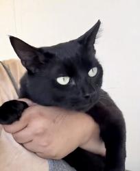 Lost Male Cat last seen Smart and final parking lot., San Pablo, CA 94806