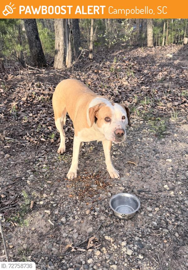 Found/Stray Male Dog last seen Hwy 9 and Hwy 11, Campobello, SC 29322