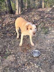 Found/Stray Male Dog last seen Hwy 9 and Hwy 11, Campobello, SC 29322